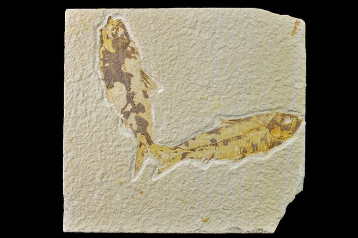 Pair of Fossil Fish (Knightia) - Green River Formation #159057